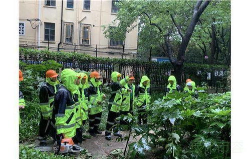 本市绿化养护企业迎战台风“烟花” 筑牢魔都绿色防线