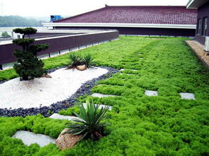 屋顶绿化花园的排水组织与植物选择 从设计到养护的全攻略