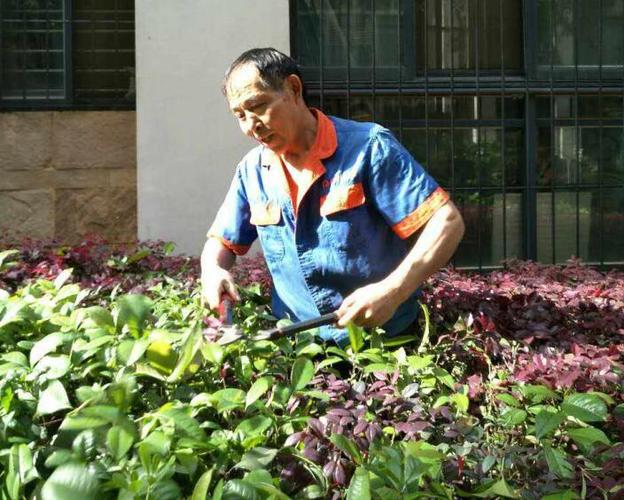 绿化养护
