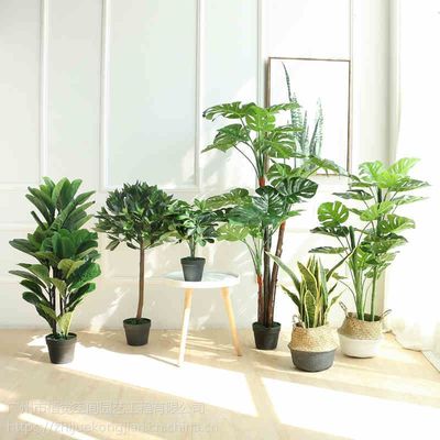 供应广州植物租赁、广州植物租摆服务、植觉空间家庭植物定制