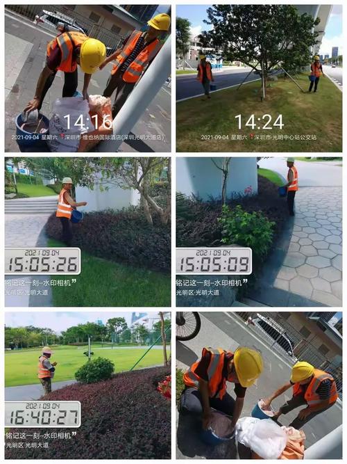 光明大道道路绿化管养服务 2021年9月4日 日常养护工作