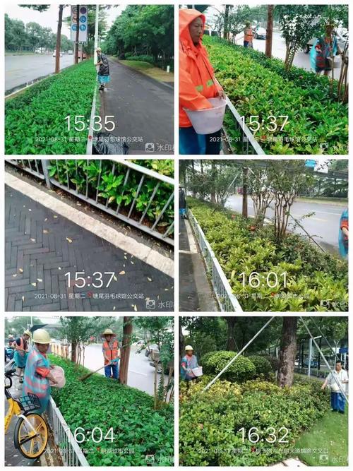 光明大道道路绿化管养服务 2021年8月31日 日常养护工作
